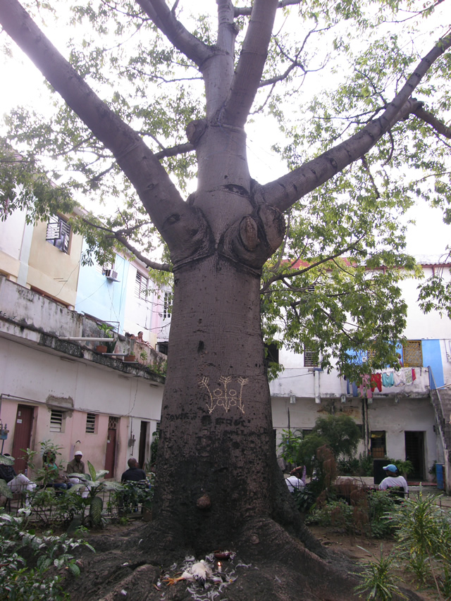 Священное дерево абакуа Сейба